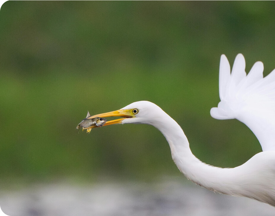 Bird Rookery Paddle Trail Loop