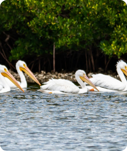 Indian River Lagoon Preserve State Park