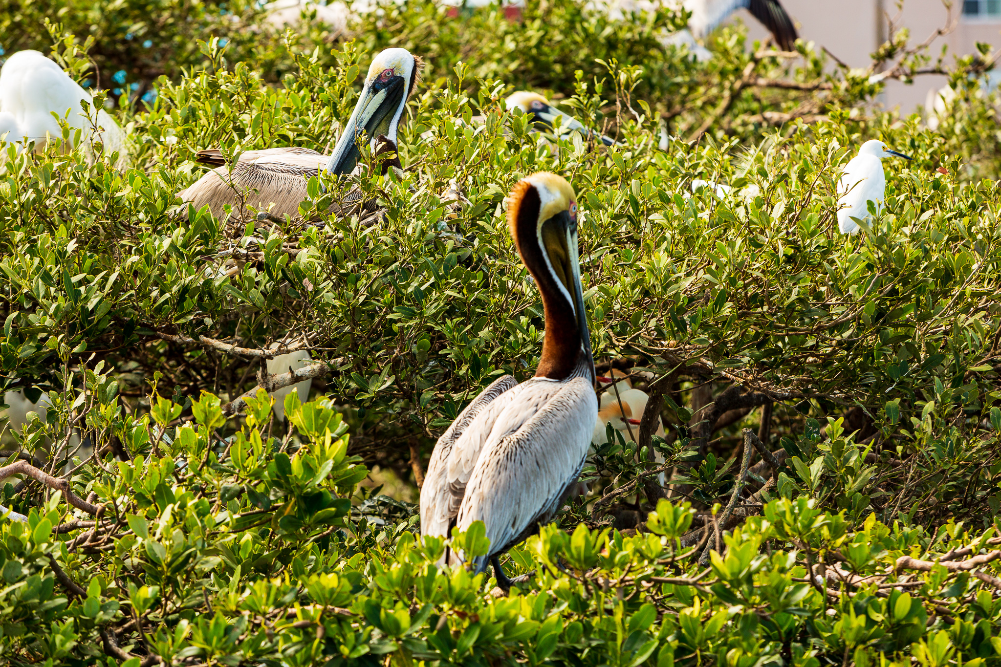 Rookery_And_Pelicans-BO1A7488