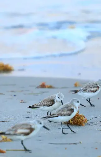 Our Beaches